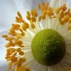 Flower by ecstaticist