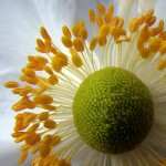Flower by ecstaticist