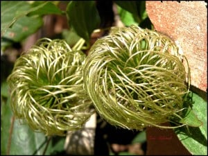 Seed Pods by etgeek (Eric)