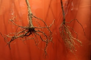 Roots by feline_dacat at Flickr