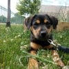 Bodie the Puppy.