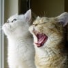 Yawning Cats by _Xti_ at Flickr