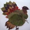 Leaf Turkey by Jennifer13 at Flickr