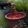 Migrant Tomatoes by Bread for the World at Flickr