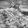 Dirty Snow by NapaneeGal at Flickr