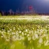 Morning Dew by Jer Kunz at Flickr