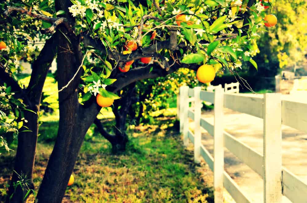 Orange Grove by Art4TheGlryOfGod at Flickr