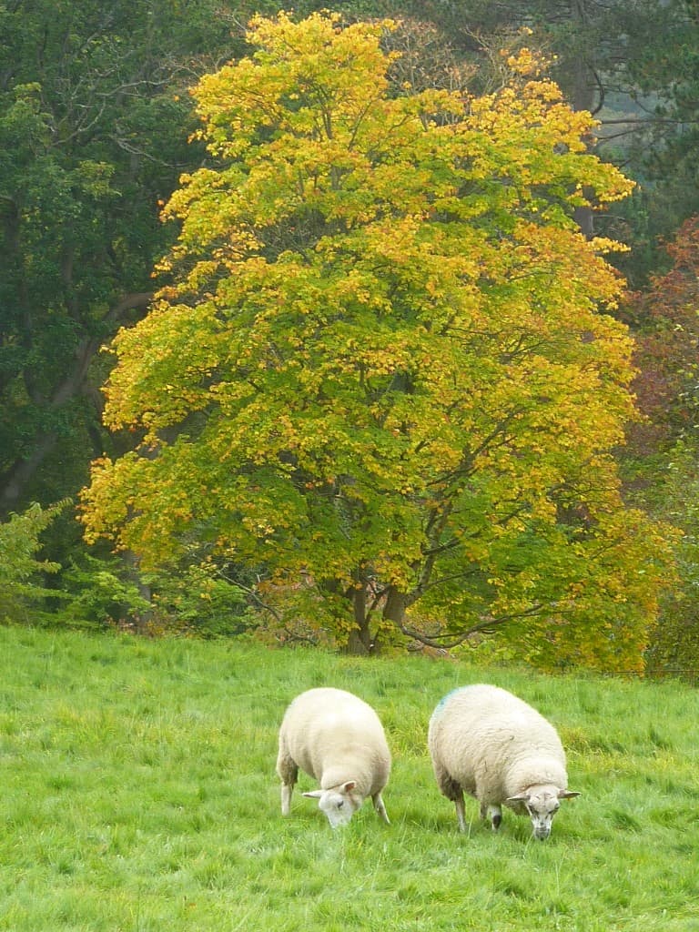 Sheep by Eurapart at Flickr