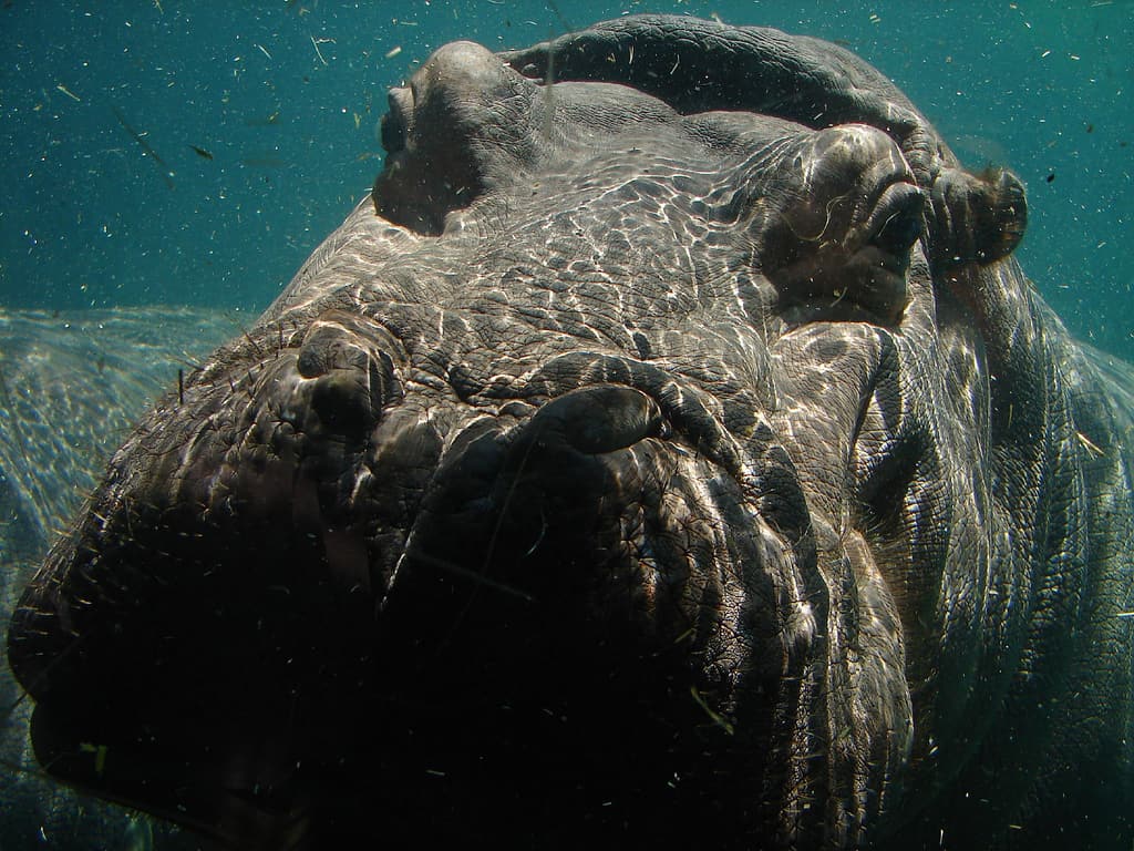 Underwater Hippo by muzina_shanghai at Flickr