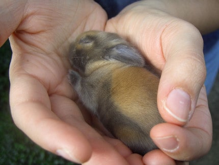 Baby Rabbit by tonx at Flickr