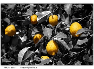 Lemon Tree by Moyan_Brenn via Flickr.