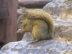 Squirrel, Photo credit ogwen via Flickr Creative Commons