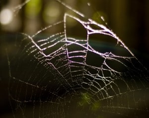 "Web," by Bart at Flickr