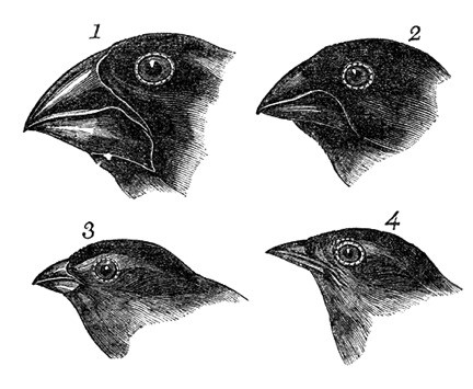 Las Variaciones en el tamaño del pico de pájaros pinzones ayudó a Darwin a formular su teoría de la evolución por selección natural.