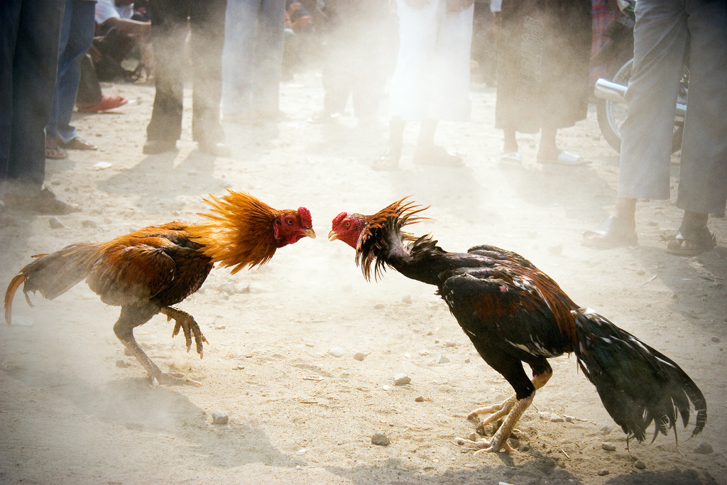 “Rooster Fight” by Rene Bastiaanssen on Flickr
