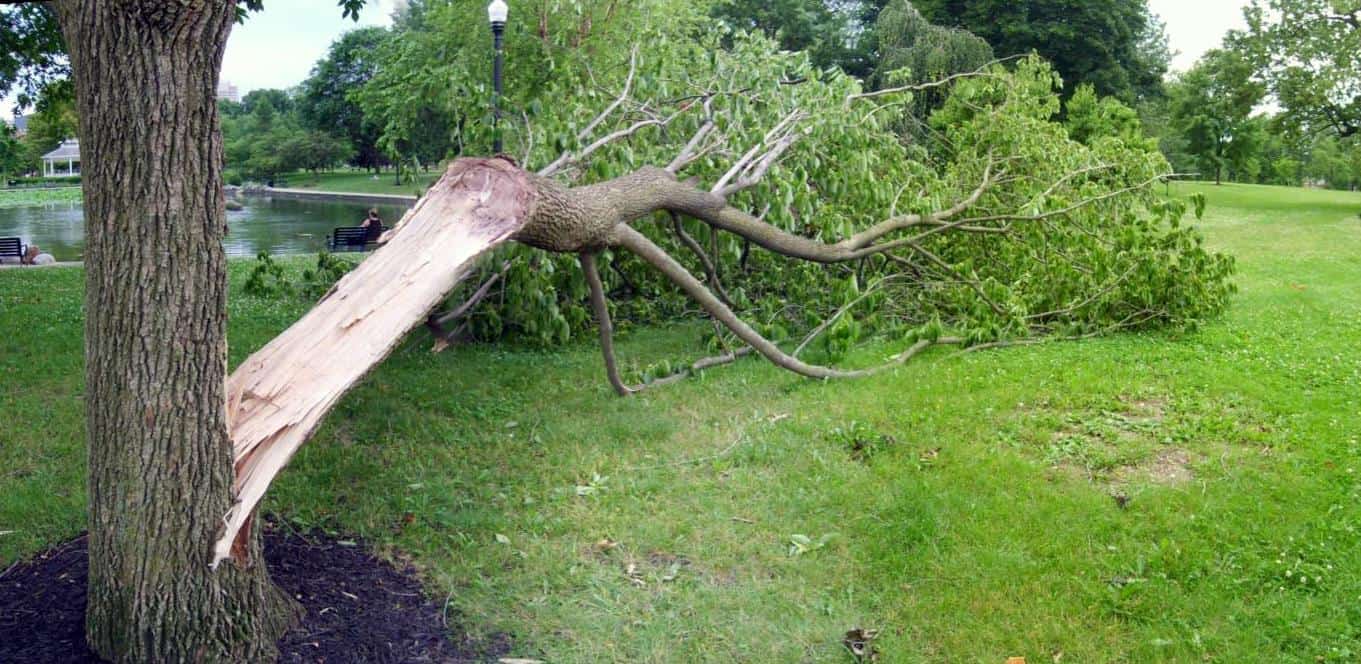 Falling Trees On the Weight of Life The Jesuit Post