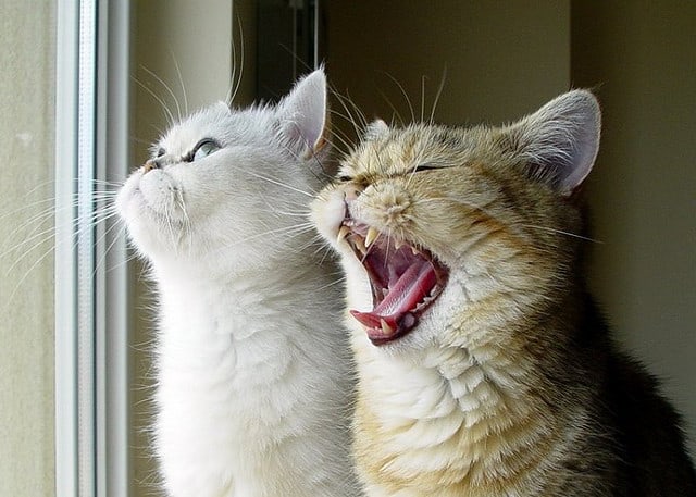 Yawning Cats by _Xti_ at Flickr