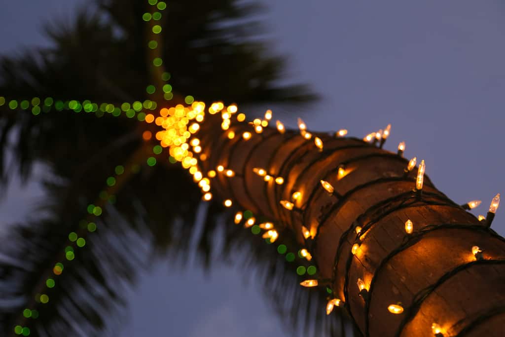 Christmas Palm by Joe Parks at Flickr