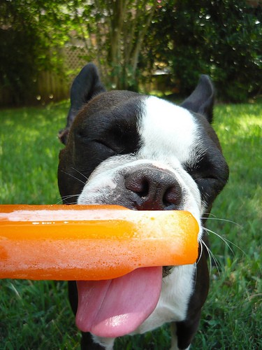 BB Likes Popsicles. Photo credit Yamanize via Flickr Creative Commons