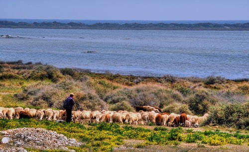 Shepherd and his sheep courtesy Flickr user Steve Slater