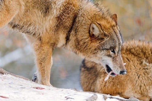 Wolf with bone courtesy Flickr user Tambako the Jaguar