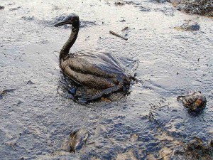 Oiled Bird -- Black Sea Oil Spill: User Marine Photobank / Flickr Creative Commons