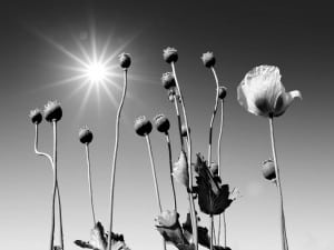 Opium Poppies in the Sunshine