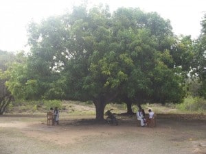 Confession under the mango tree. 