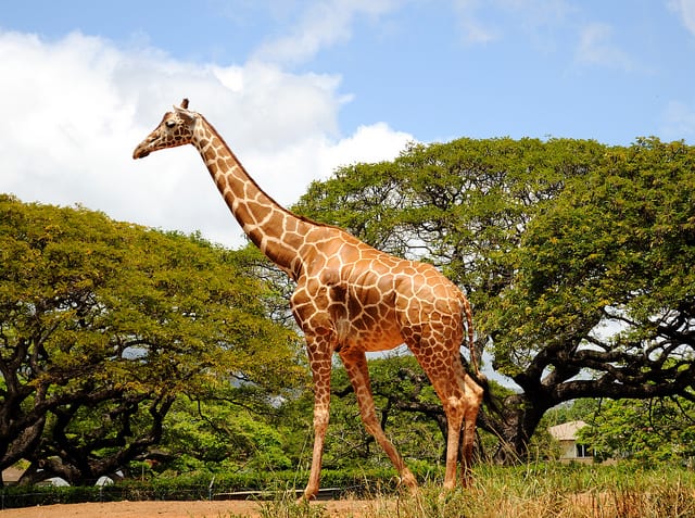 Giraffe! | Flickr User Daniel Ramirez | Flickr Creative Commons