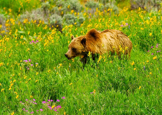 Yes, I saw a grizzly.  But there’s more.