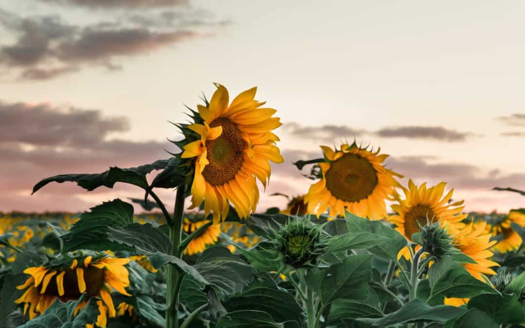 Consider the Sunflower: The Parable We Need in Dark Times