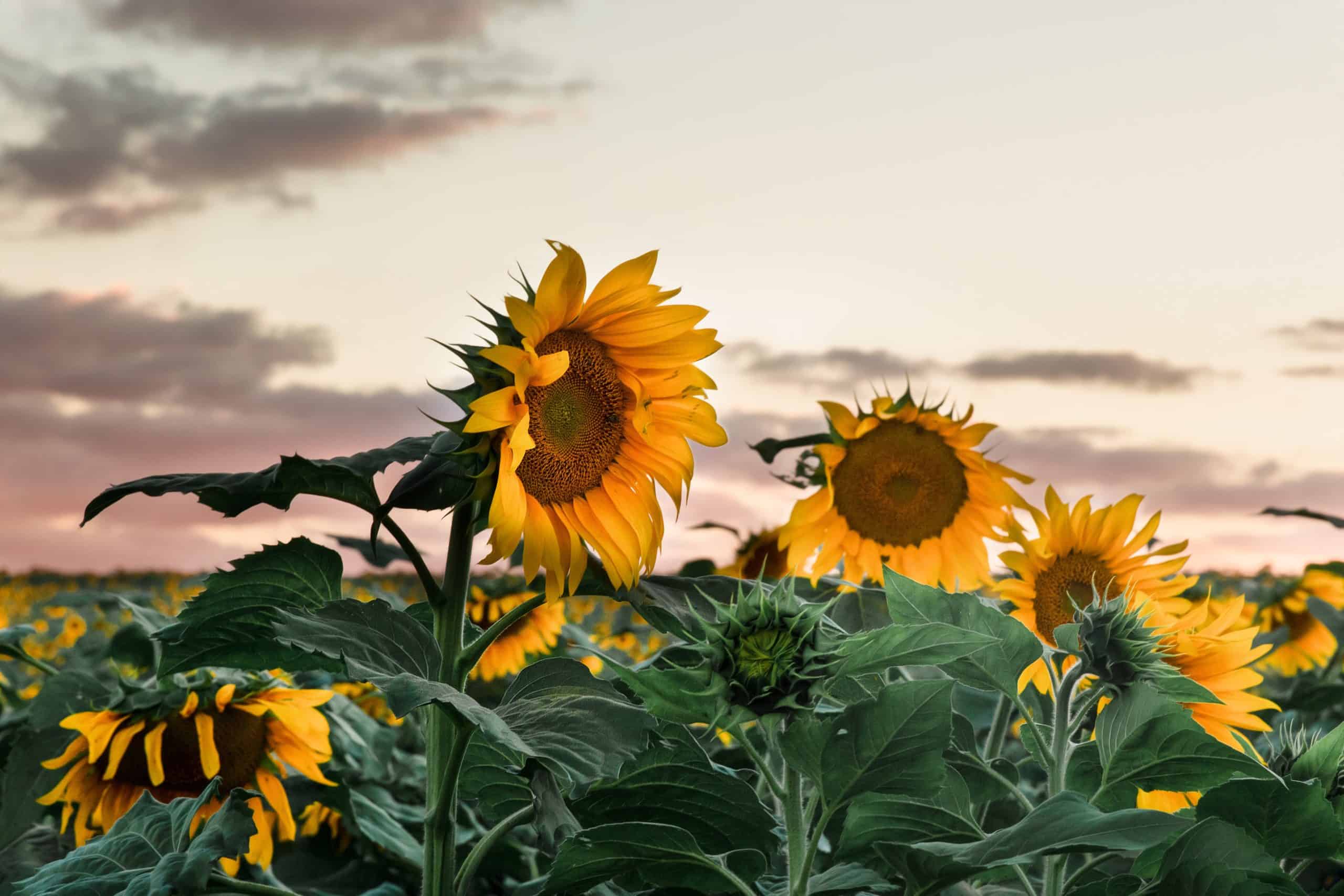 Consider The Sunflower The Parable We Need In Dark Times The Jesuit Post