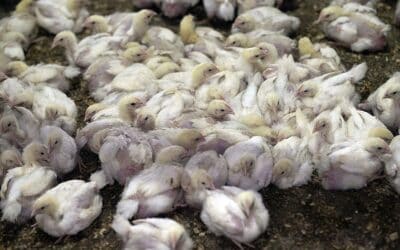 The Reality of Cheap Chicken and the Overlooked Misery of our Animals