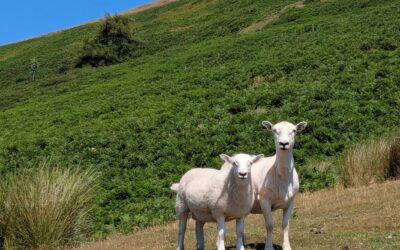 The Spiritual Foundation of a Lasting Ecological Conversion