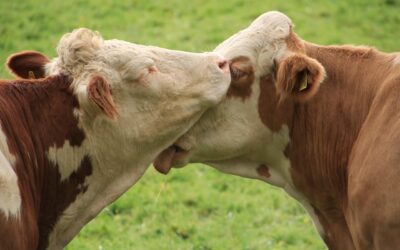 The Right to Life of Animals