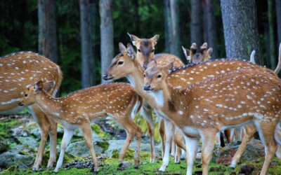 Hunting and the Prince of Peace: Can a Catholic Justify Killing Animals Unnecessarily?